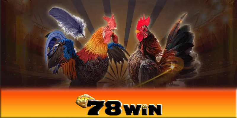 Đá gà 78win - Cách thành công tuyệt đối khi chơi đá gà 78win